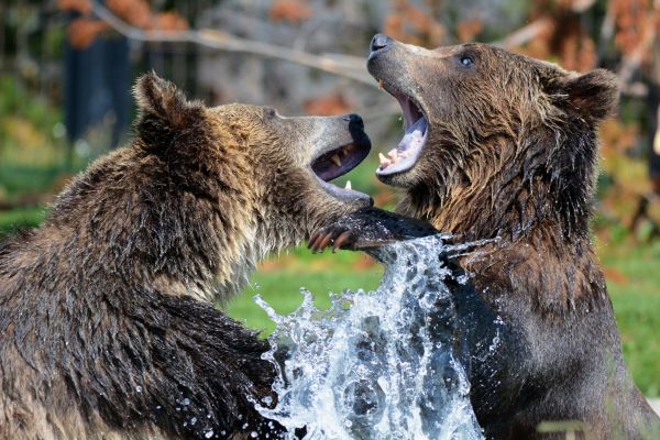 medvědi,Grizzly,zápasení,sprej