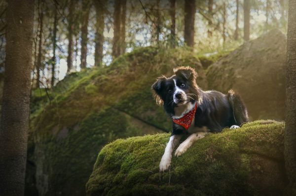 Border Collie,anjing,4288x2848 px,hewan,hutan,fotografi