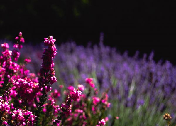 Flores,natureza,lavanda