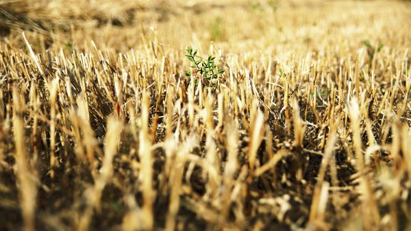 nature,field,yellow,Sun,Italy,grass