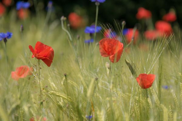 nature, grass, field, wheat, flower, red