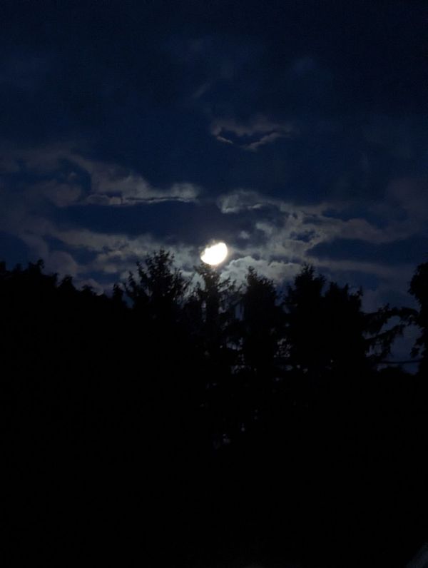 Luna,noche,oscuro,bosque,Árboles,desierto