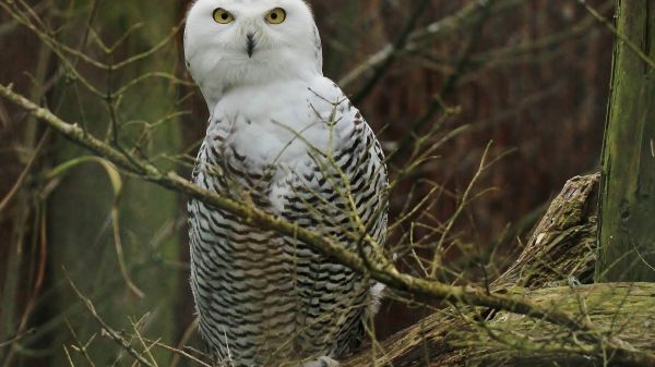 vogelstand, natuur, tak, dieren in het wild, roofvogel, uil