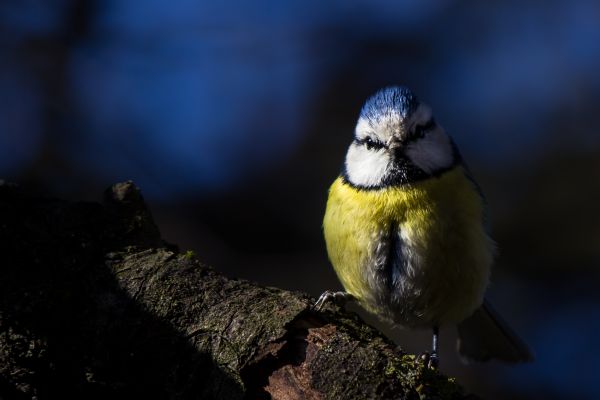 Natura, gałąź, dzikiej przyrody, Kanon, Ptaki, niebieski