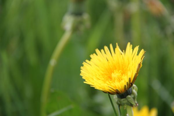 fleurs, la nature, herbe, champ, jaune, pissenlit