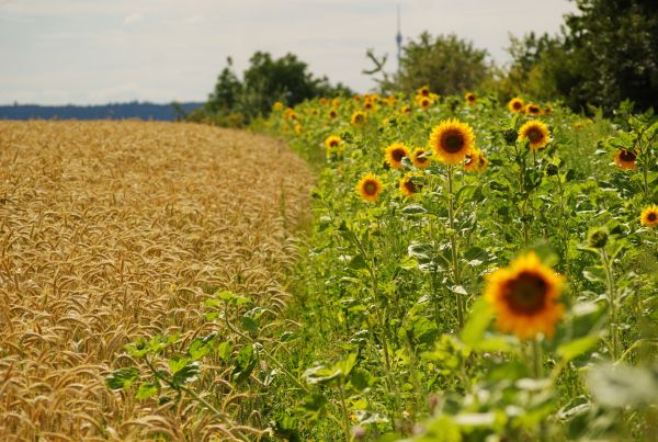 grens,zonnebloemen,oren,zomer,velden