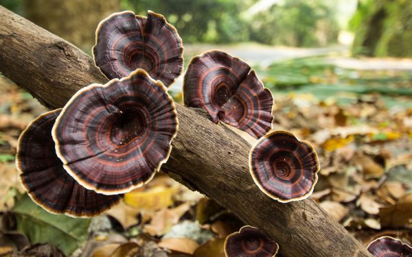 fallen,Natur,Baumstamm,Tiefenschärfe,Holz,Pilz