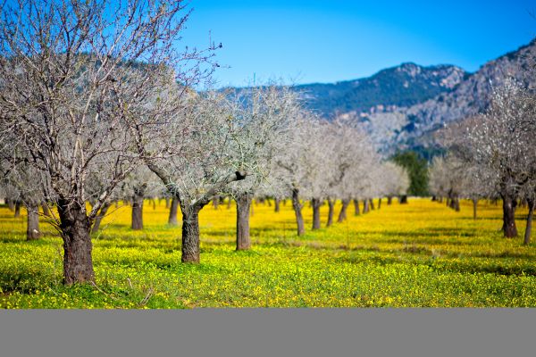 blå,blomst,himmel,espana,azul,Spania