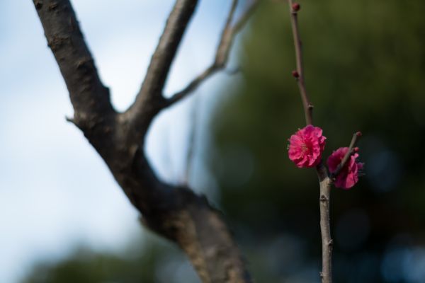 Japon,la nature,branche,fleur,printemps,Tokyo