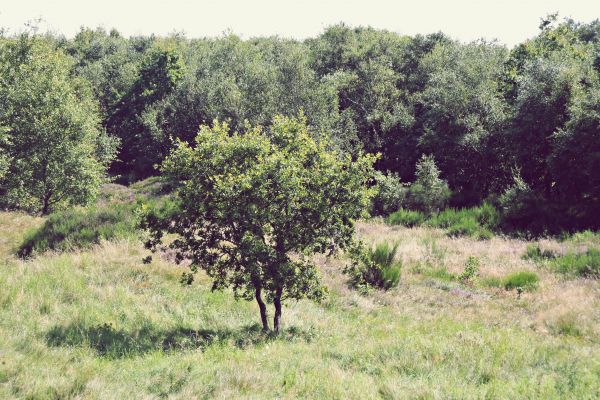 mare del Nord,alberi,foresta,erba,campo,verde