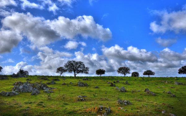 luz solar,panorama,Flores,Colina,natureza,grama