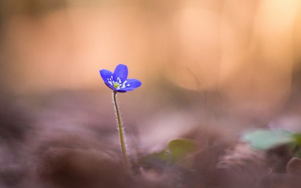 solljus, natur, fotografi, grön, gul, makro