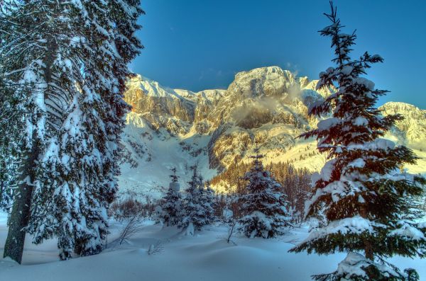 montañas,Austria,nieve,Árboles,invierno,picea