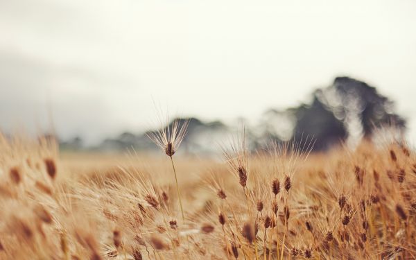 paysage,herbe,les plantes,champ,aliments,blé