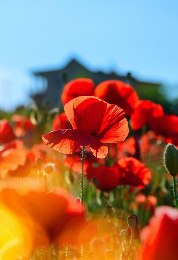 Blumen,rote Blumen,Pflanzen,Nahansicht