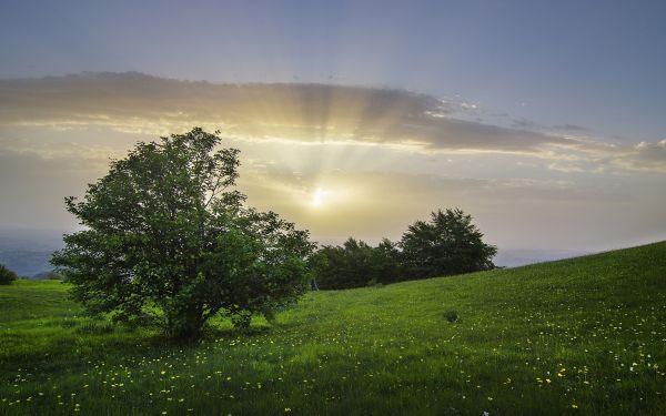 luz de sol, Árboles, paisaje, puesta de sol, Flores, Italia