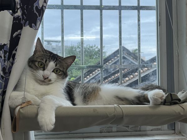 Wolken,Katzen,Tiere,Fenster,Himmel,Blick auf Betrachter