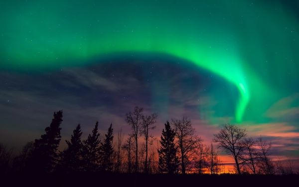 trees,nature,plants,atmosphere,Aurora