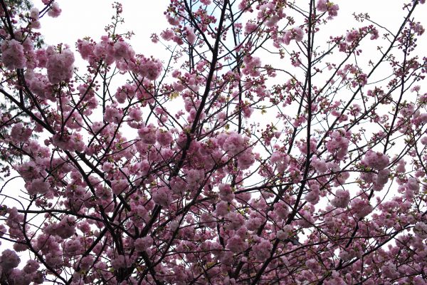 branche,fleur de cerisier,fleur,printemps,Tokyo,M