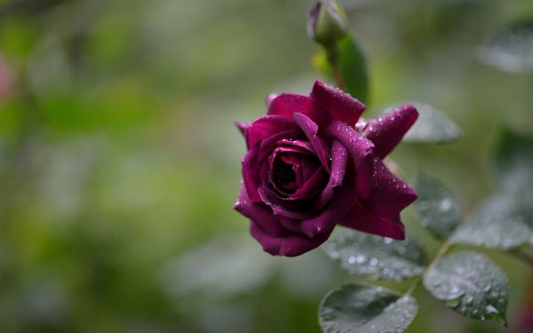 naturaleza,Flores,fotografía,Rosa,flor,flor