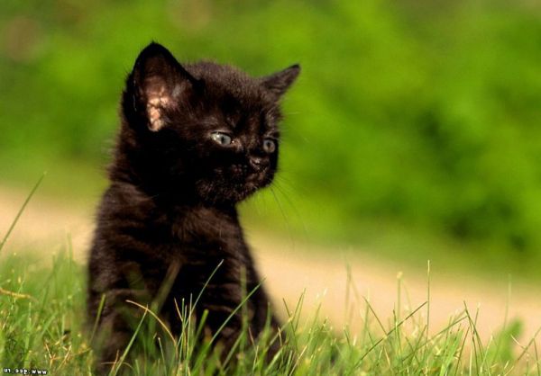 cat, grass, wildlife, kittens, whiskers, wild cat