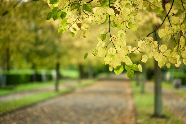 grön, solljus, gata, natur, parkera, gren