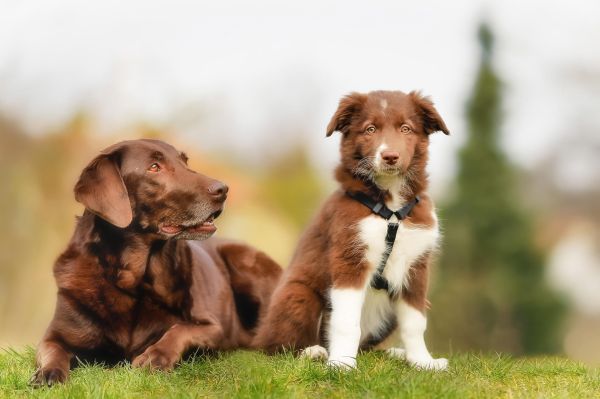 Bordercollie,koira,labradorinnoutaja,ruskea,pentu