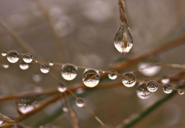 水, 雨, 摄影, 草, 宏, 科