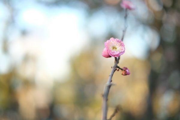 Japon,la photographie,branche,lumière du soleil,la nature,fleur