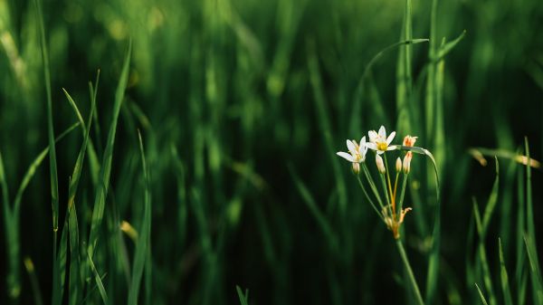 fotografie,natură,flori,plante,flori albe,fundal verde