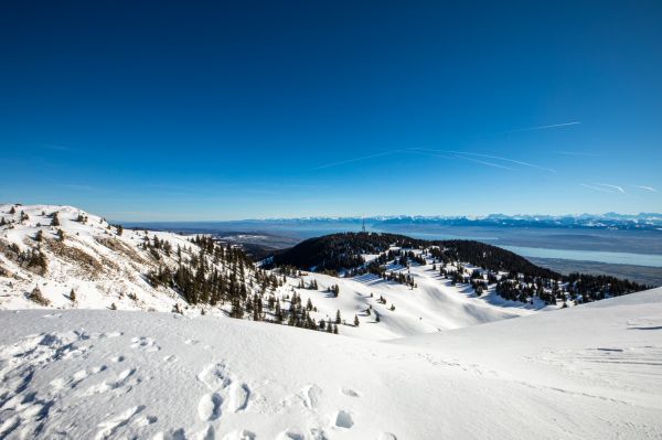 fotografering,natur,udendørs,sne,træer,vinter