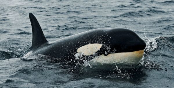 mer,eau,baleine,la biologie,mammifère,vagues