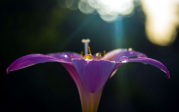 zonlicht,natuur,fotografie,bloemen,planten,Purper