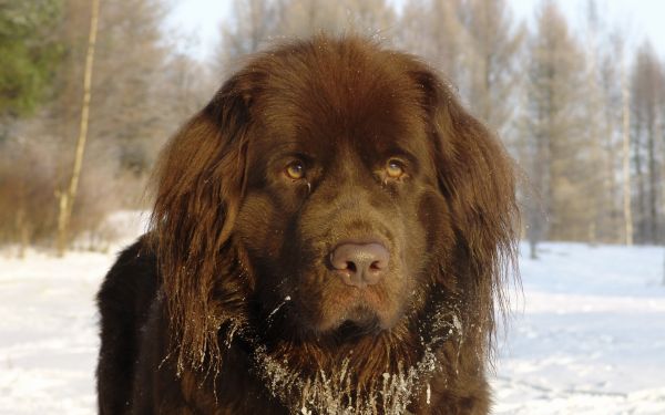 hund,brun,päls,ledsen,newfoundland,ansikte