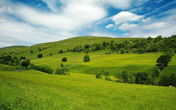 Árvores,panorama,Colina,natureza,grama,céu