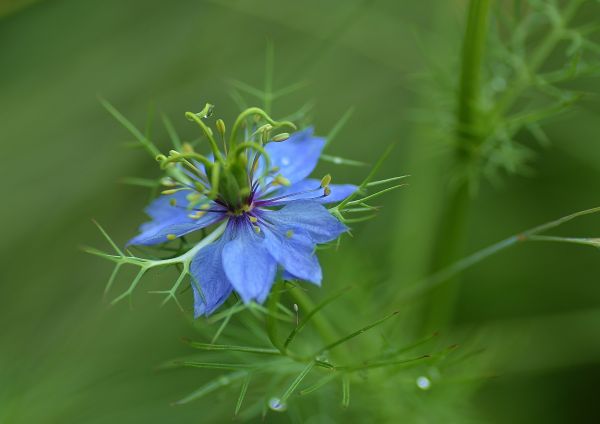 grădină,natură,verde,albastru,floare,plantă