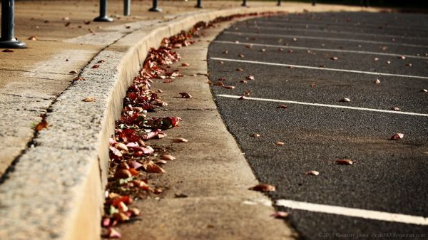 feuilles,rouge,fermer,rue,ombre,route