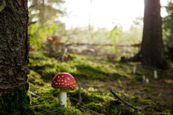 luce del sole,foresta,natura,erba,fungo,verde