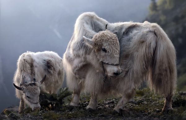 silmä,selkärankainen,working animal,ilmakehän ilmiö,luonnollinen ympäristö,nisäkäs