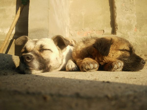 месояден,порода куче,светлобежов,куче,комфорт,working animal