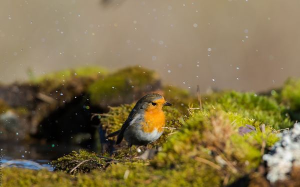 natuur,groen,vogelstand,dieren,mos,dieren in het wild