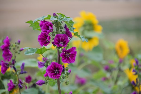 natur,fält,gul,Danmark,lila,blomma