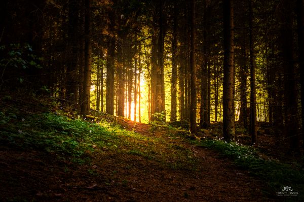 lumière du soleil,paysage,forêt,la nature,foncé,nuit