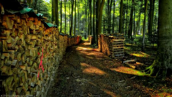 lumina soarelui,copaci,peisaj,pădure,natură,iarbă