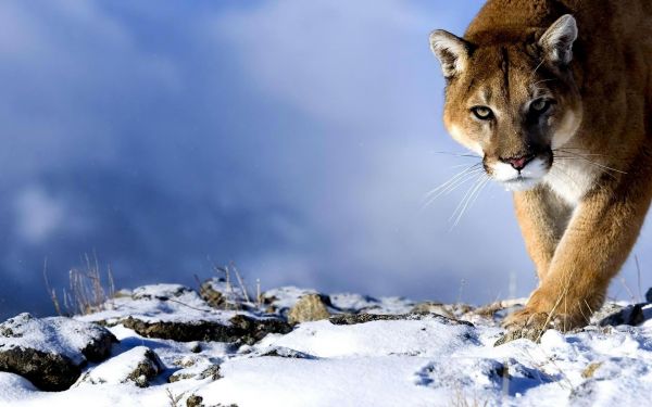 Puma,la neve,a caccia,trucco,grande gatto,predatore