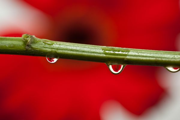 fiore,acqua,rosso,3,verde,tre