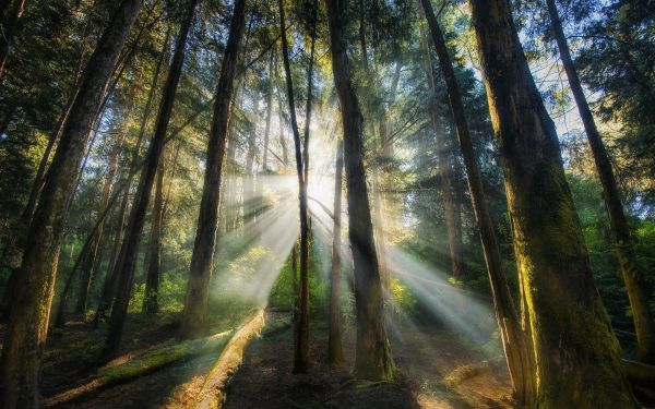 luce del sole, alberi, paesaggio, foresta, natura, ramo