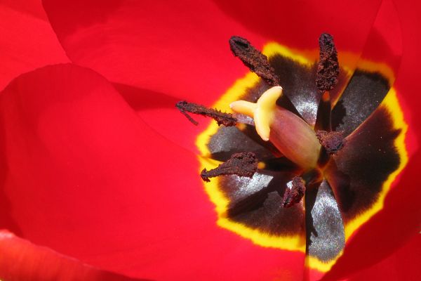 rood, macro, geel, Canon, Verenigde Staten van Amerika, stuifmeel