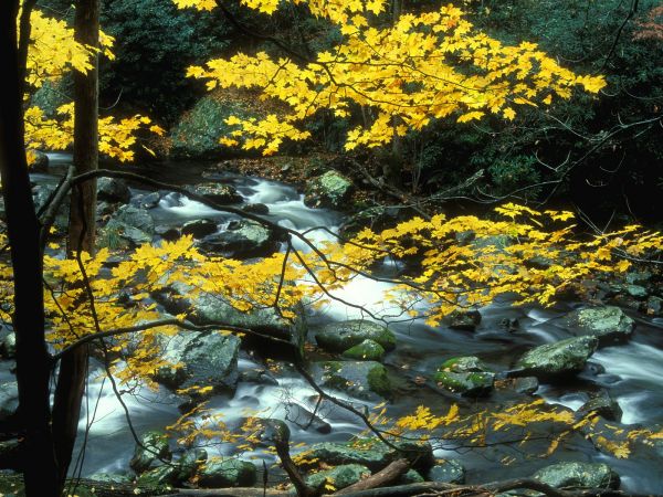 natura,corteccia di albero