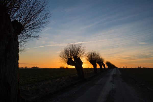 sollys,landskab,solnedgang,natur,himmel,Mark